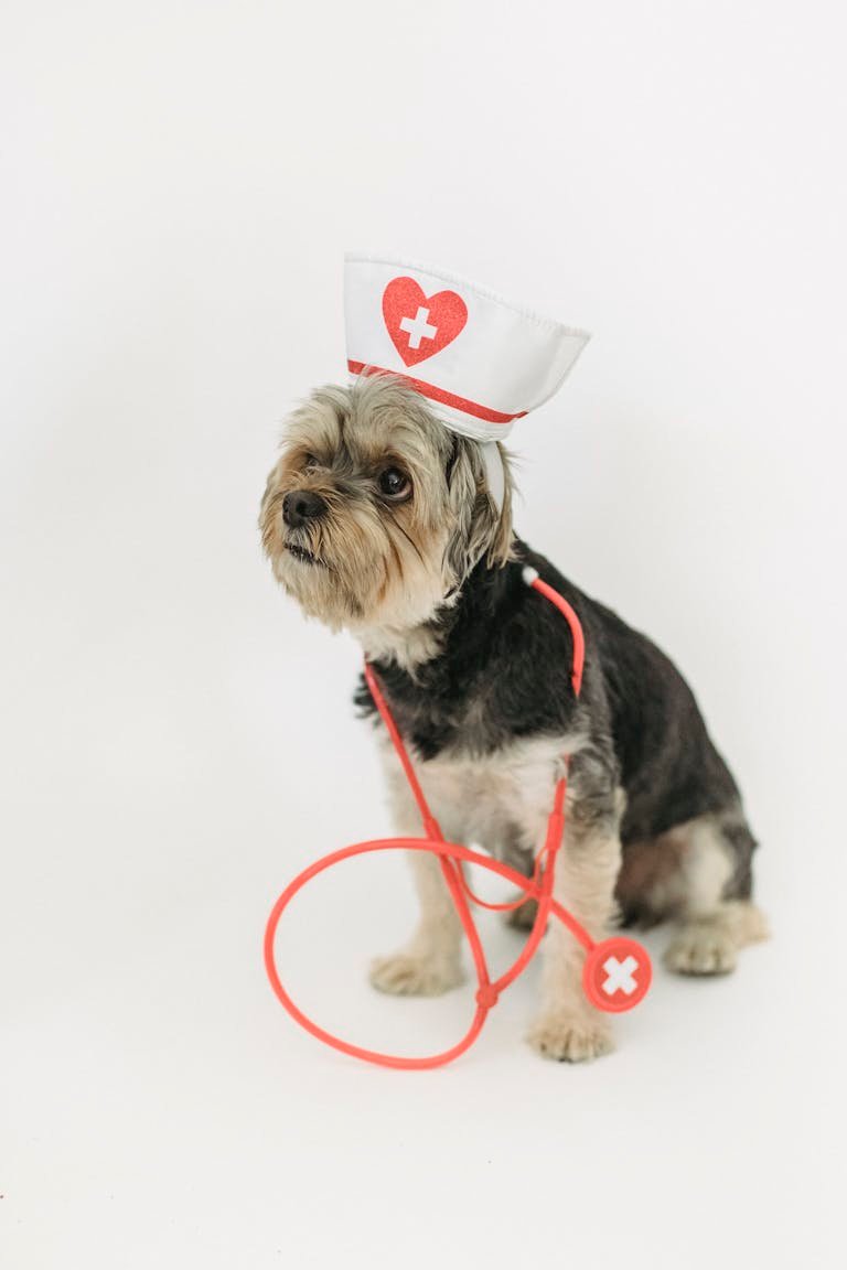 Yorkshire Terrier in nurse costume with stethoscope on white background, perfect for medical-themed stock imagery.